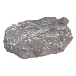 Turtle on rock kalksteen 30x30x20 cm grijs